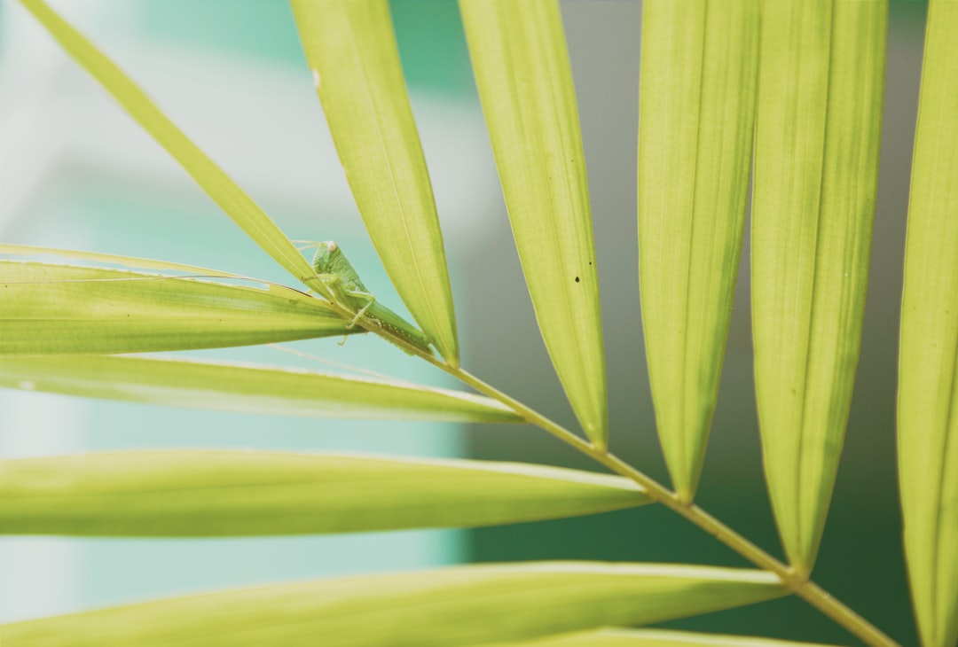 Photo Grasshopper jumping