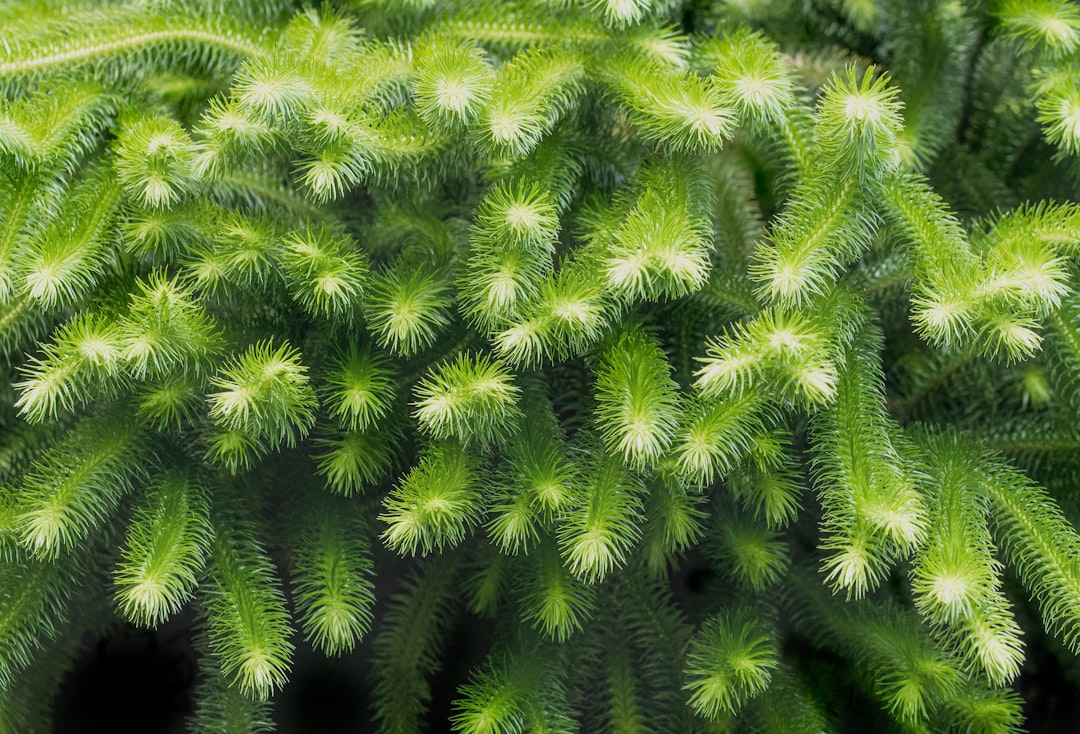 Photo Hanging plants